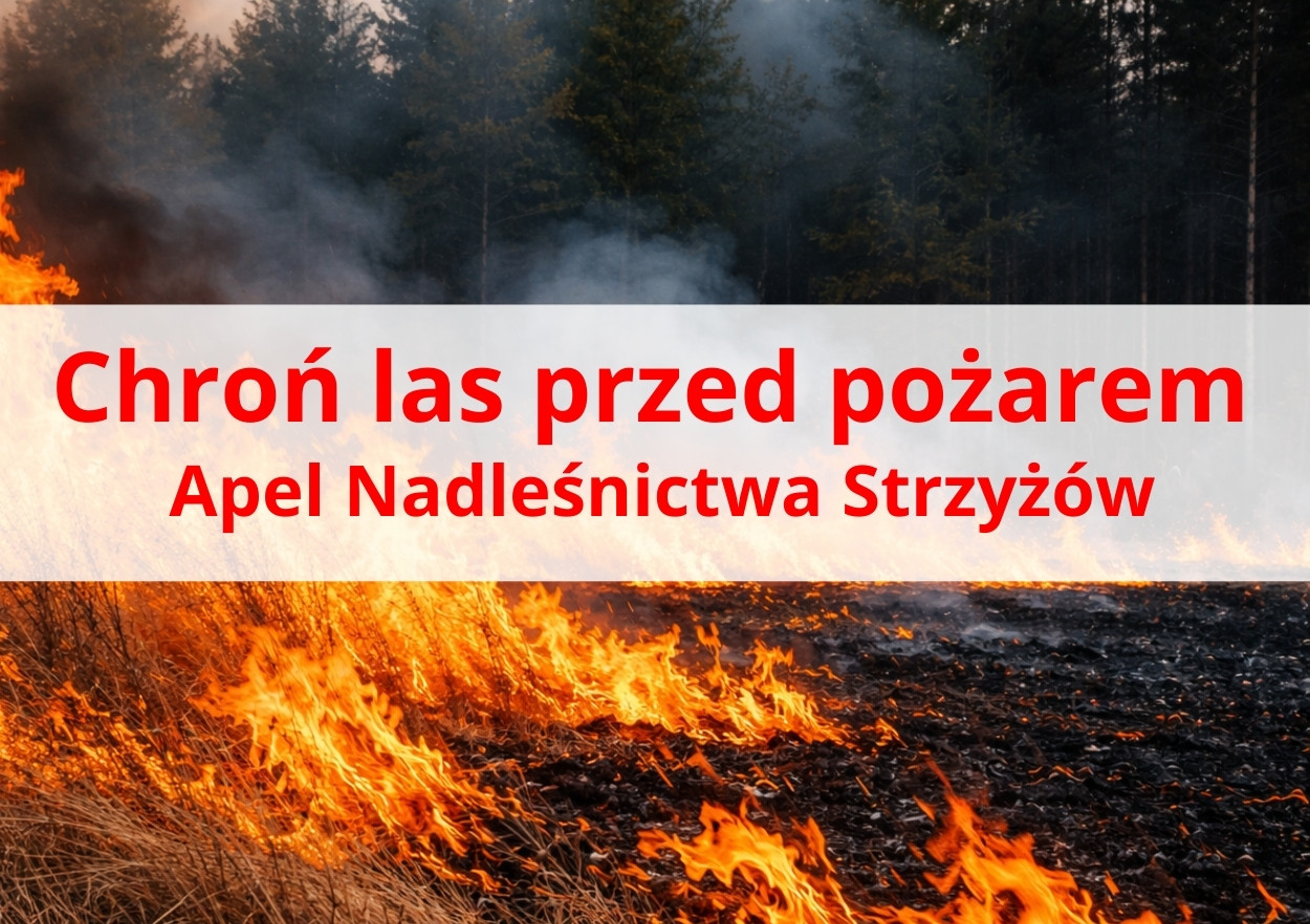 Na zdjęciu widoczny jest pożar suchej trawy na skraju lasu. Płomienie intensywnie obejmują wysuszoną roślinność, a nad ziemią unosi się gęsty dym. W tle znajduje się ściana drzew iglastych. Na środku grafiki umieszczono półprzezroczysty biały pasek z czerwonym napisem: „Chroń las przed pożarem. Apel Nadleśnictwa Strzyżów